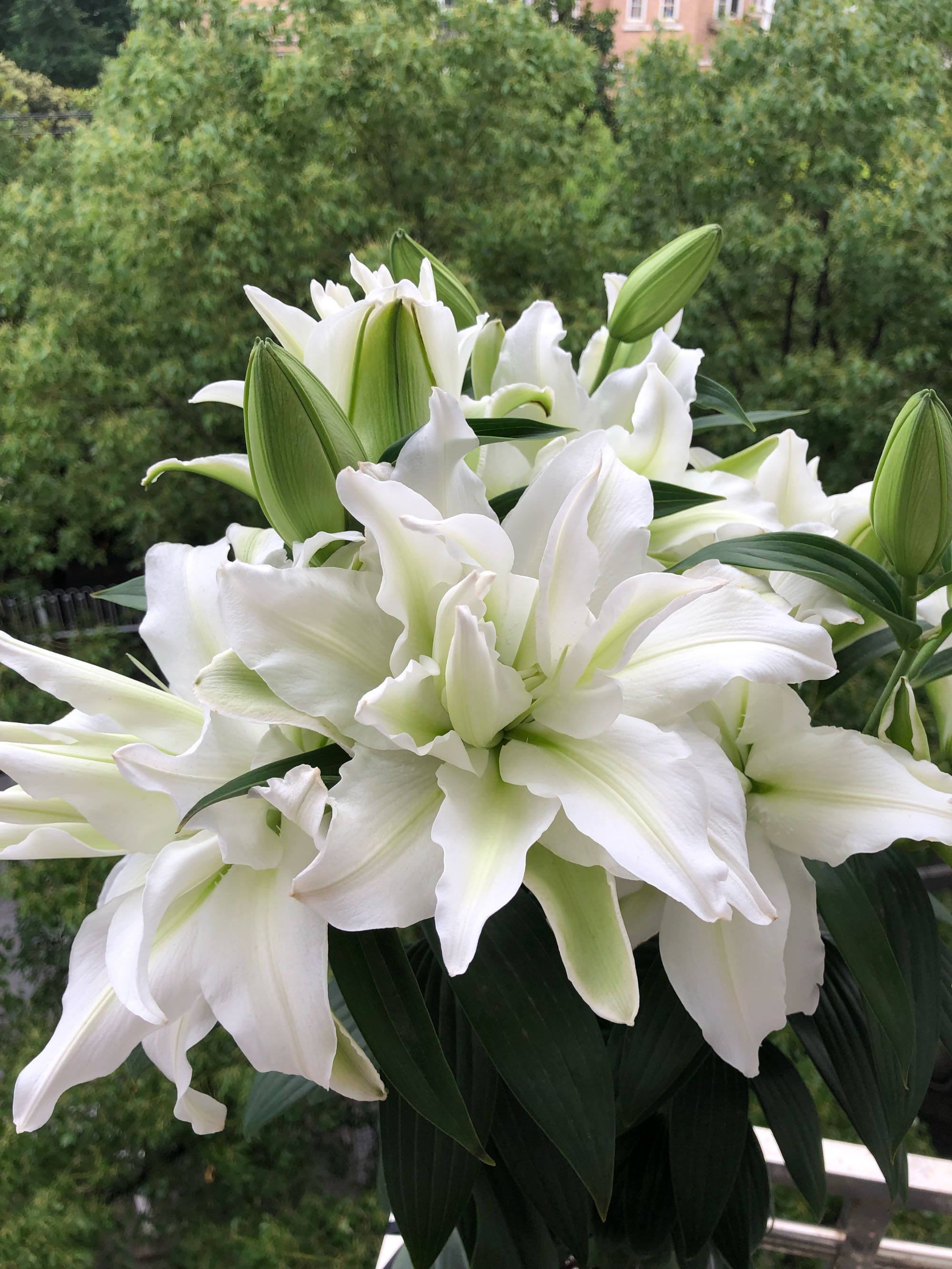 百合花界的“巨无霸”—爱莎，花型巨大，又美又香，阳台也能养