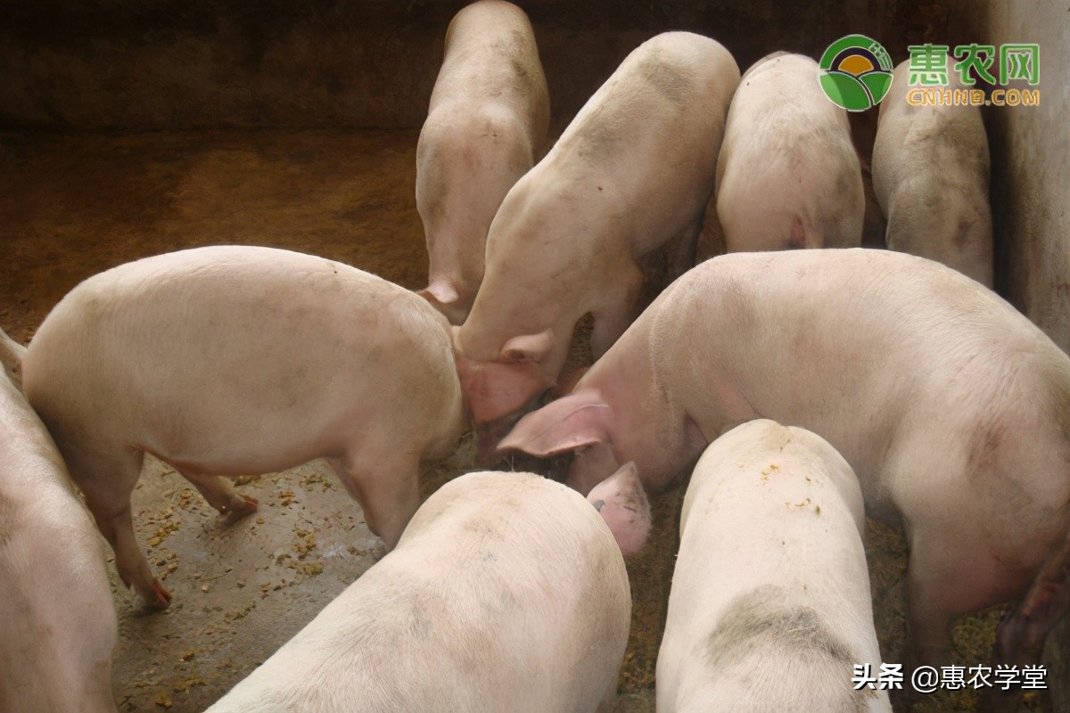 今日生猪价格多少钱一斤？2021年3月23日生猪价格最新行情