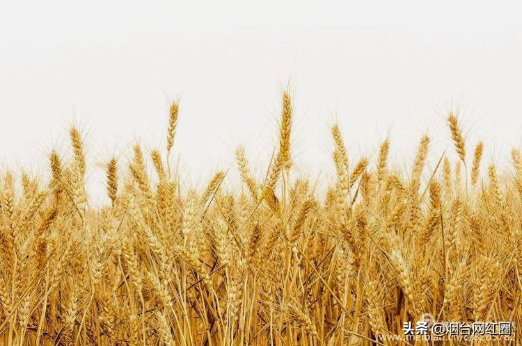 人们常说"三夏"大忙季节，即指忙于夏收、夏种和春播作物的夏管。