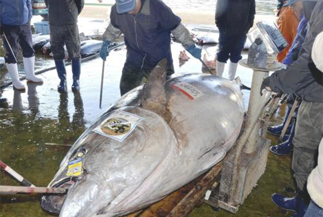 金槍魚(yú)多少錢(qián)一斤,金槍魚(yú)多少錢(qián)一斤2021
