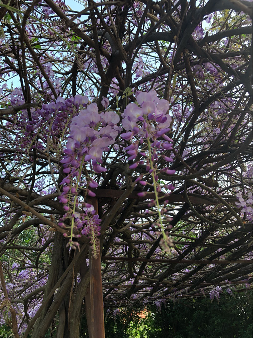 紫藤花图片,紫藤花图片高清