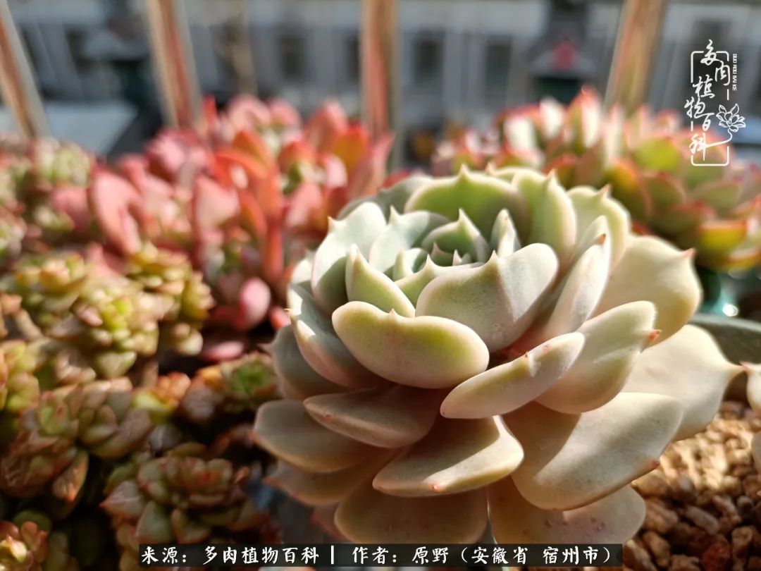 我心观世界：生活与多肉，应无所住而生其心