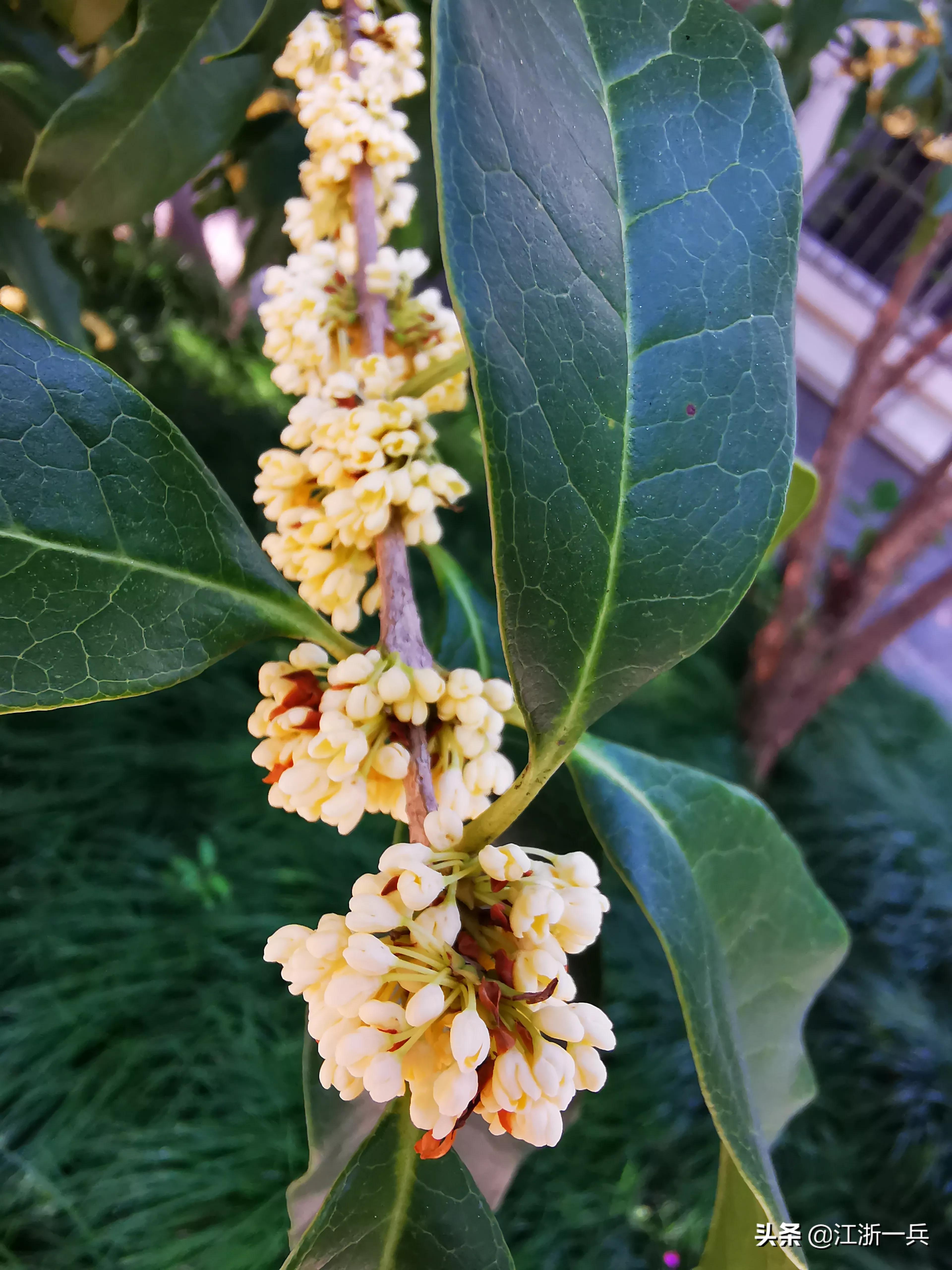 金秋时节丨八月桂花九月开，期待亦美好，花香更醉人