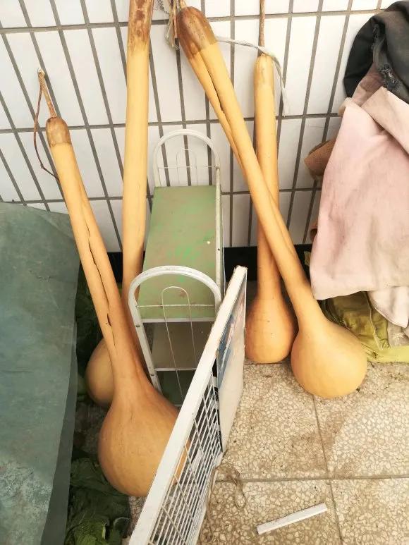 巨型葫蘆,巨型葫蘆種子是真的嗎