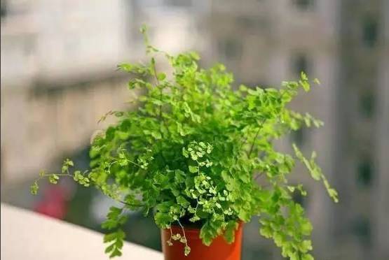 室内吸毒植物手册,选择对了才有效