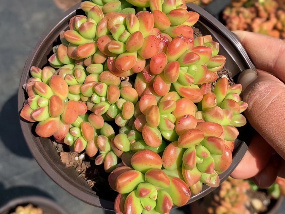 丸叶松绿多肉(喜欢带有香味的多肉,又嫌弃劳尔和百合莉莉难养,选丸叶