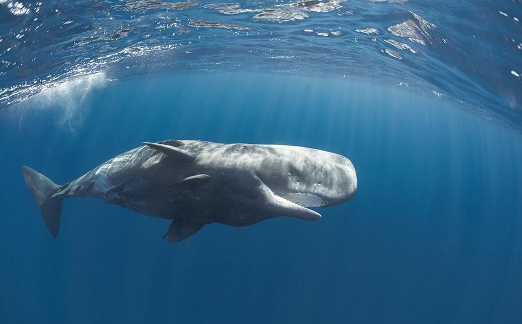 鲸鱼不是鱼！海里生活5000万年，它为什么没有进化出鳃？