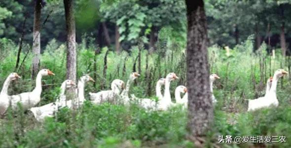 农村种植致富项目（在农村种植什么产业好）