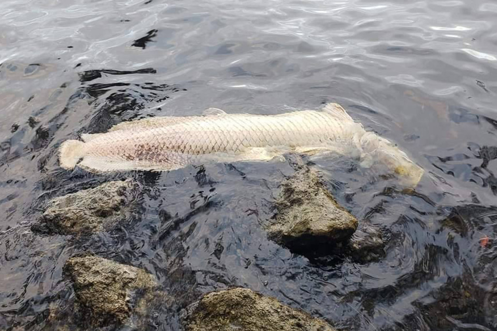 亚马逊胆大包天鱼，看见有人马上凑过来送死，因此差点绝种