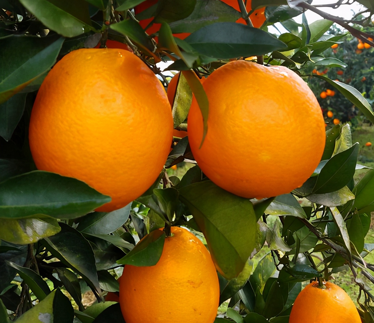 曾经家喻户晓的赣南脐橙，如今被其它品种排挤，价格也是一跌再跌