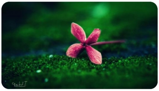 如果语言成了伤人的利器，不如不说话