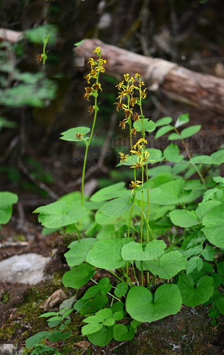 紫苑的功效与作用(山紫菀) - 行就行