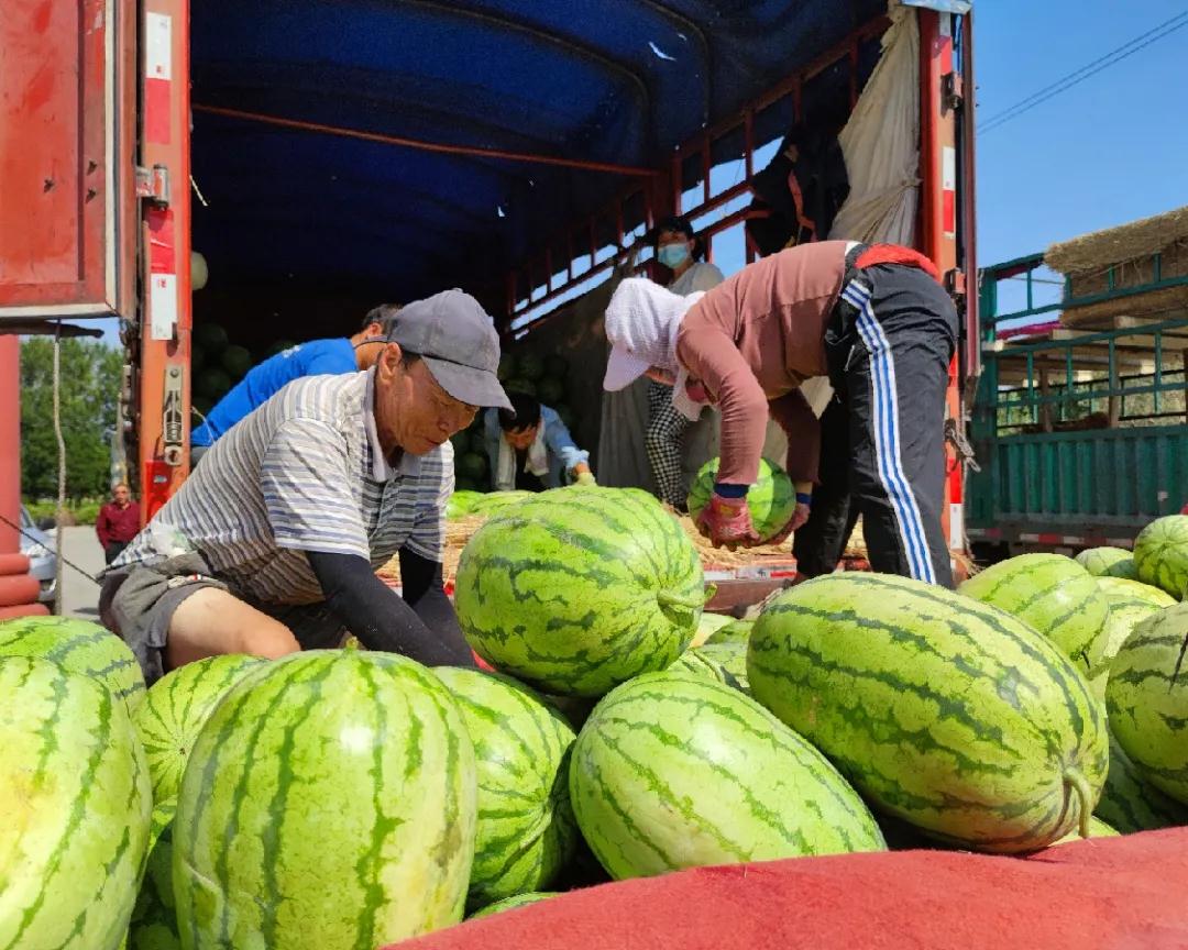 龙泉村的西瓜熟啦~~~