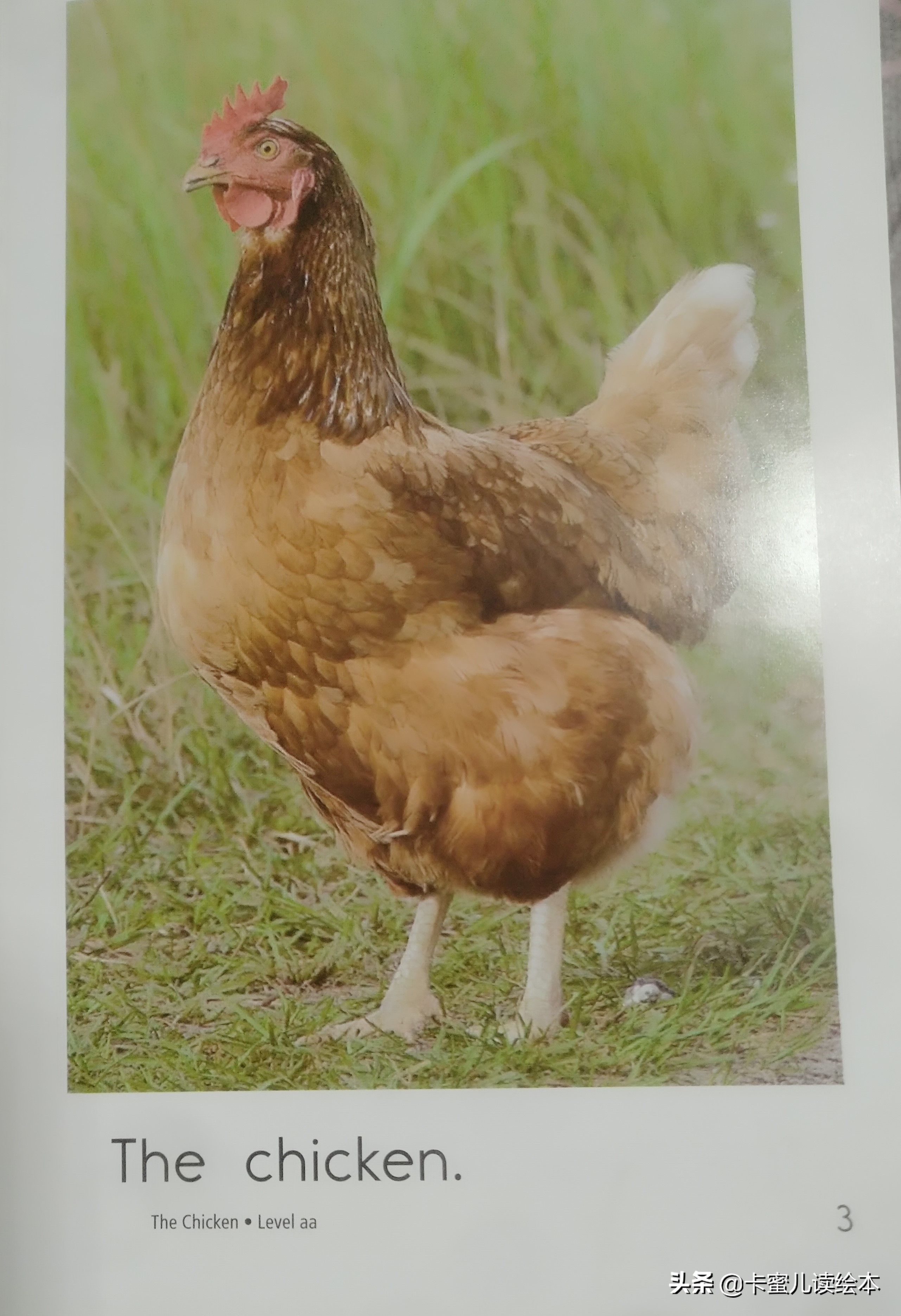 英文有声绘本故事《The Chicken》鸡