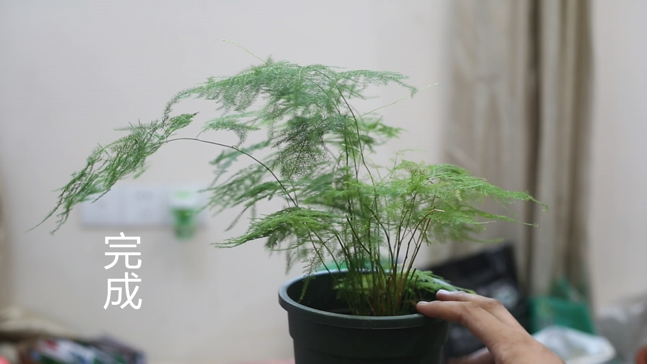 文竹怎么修剪(文竹什么时候修剪最好)