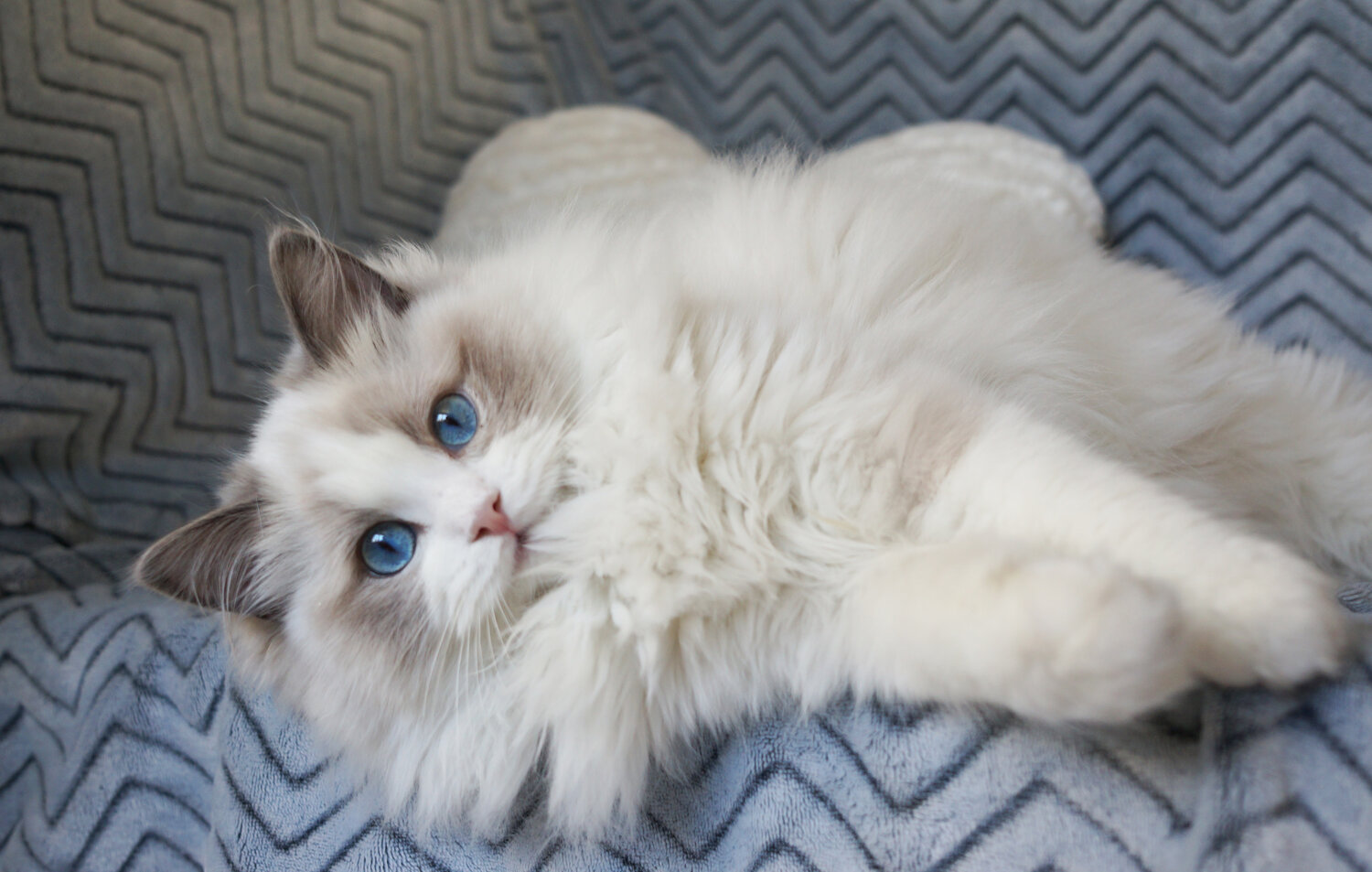 蓝双布偶猫多少钱一只(布偶猫丨蓝双色) - 价格百科