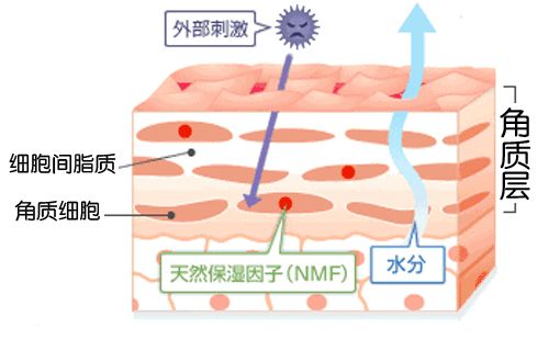 角质层薄怎么修复增厚，改善增厚角质层的办法