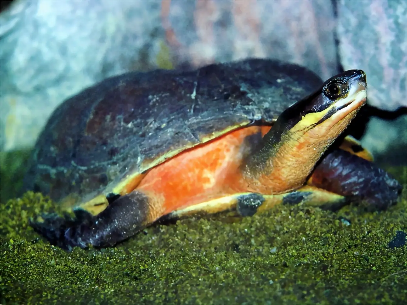 乌龟的种类图片及名称（乌龟的品种图片）