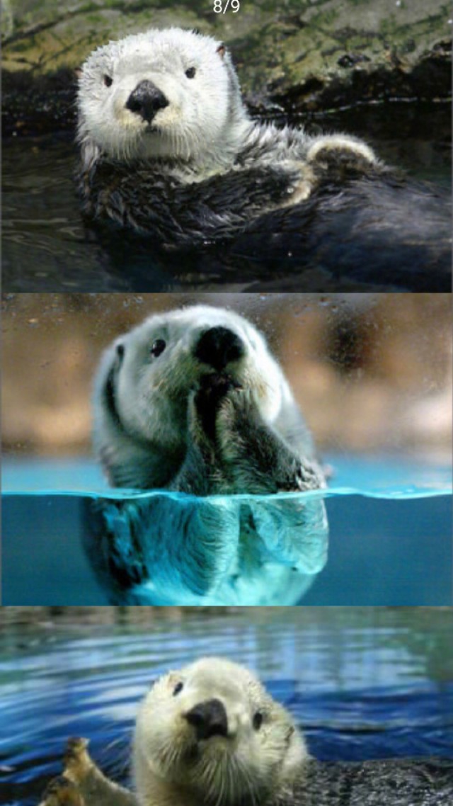 海洋里最可爱的小动物 网友:能养一只吗?