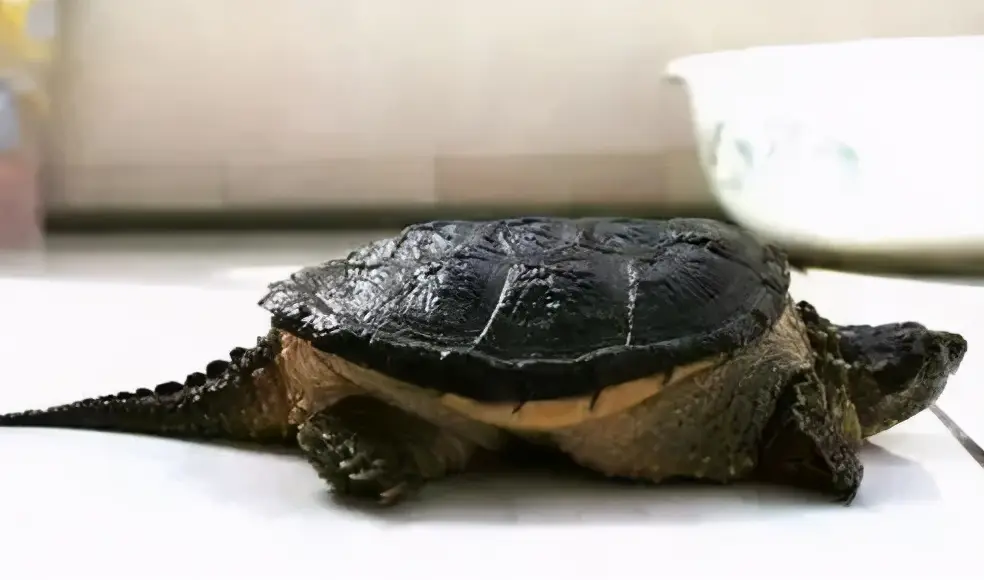 乌龟的种类图片及名称（乌龟的品种图片）