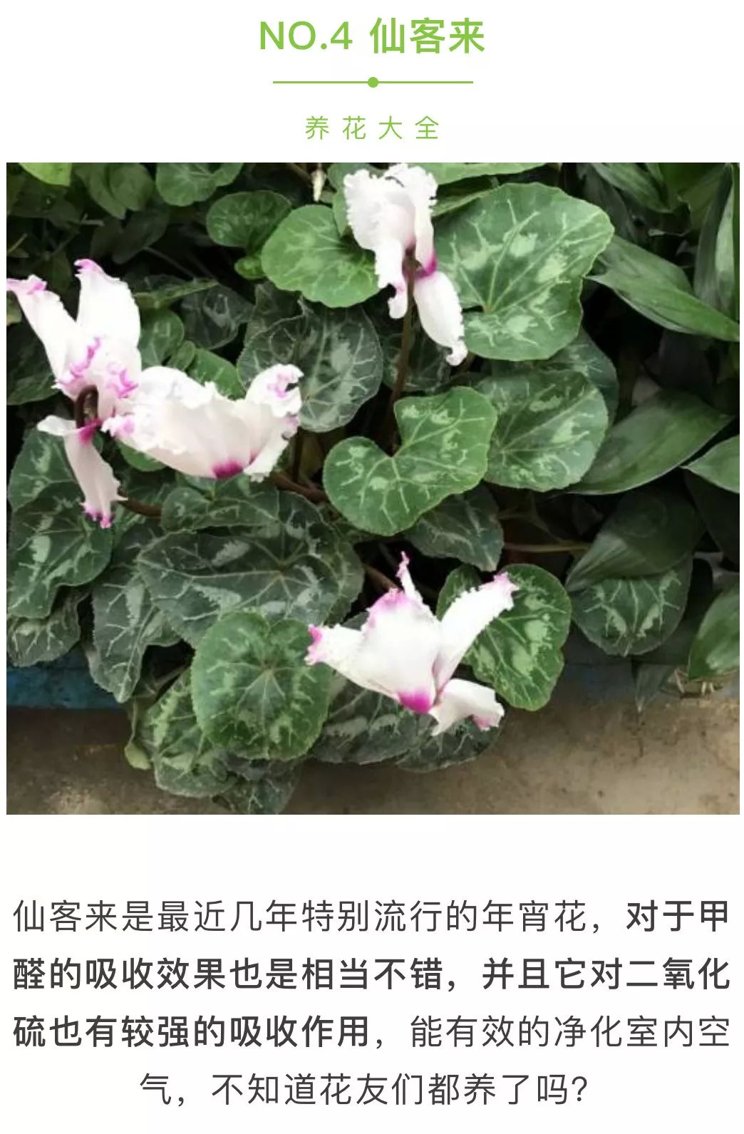 活炭性能去除甲醛吗便宜19