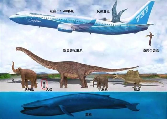 深海王者,地球的最大统治者——蓝鲸