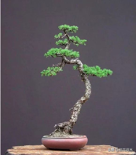 造型黑松价格盆景鉴赏