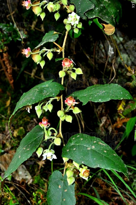 悬钩子的功效与作用(戟叶悬钩子) - 行就行