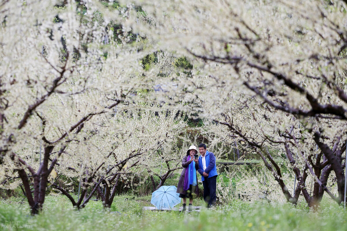 蜂糖李就是“青脆李”，但不是“土李子”，揭露它高价背后的秘密