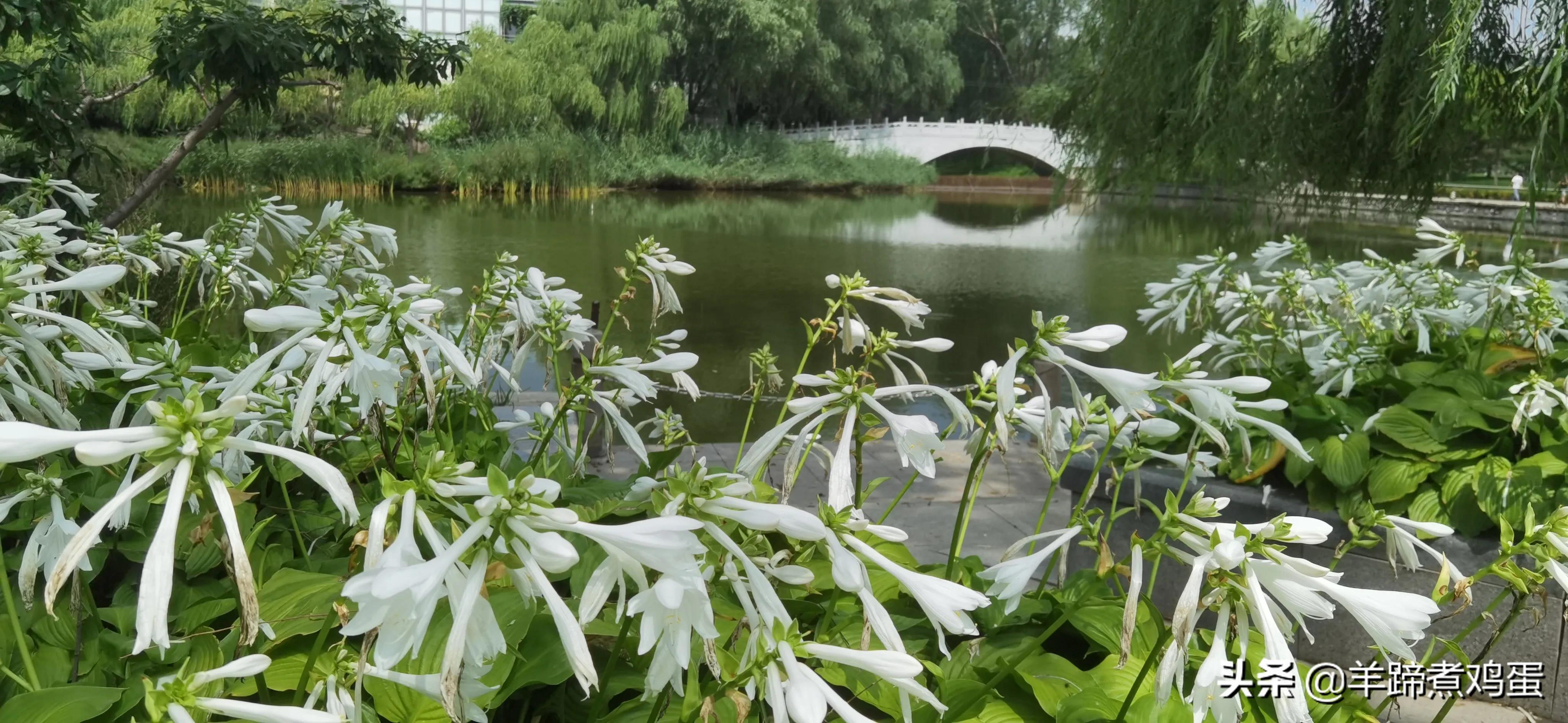 淫雨唤云行日隐耀霞红--雨后北京云空的美丽身影留下霞浓