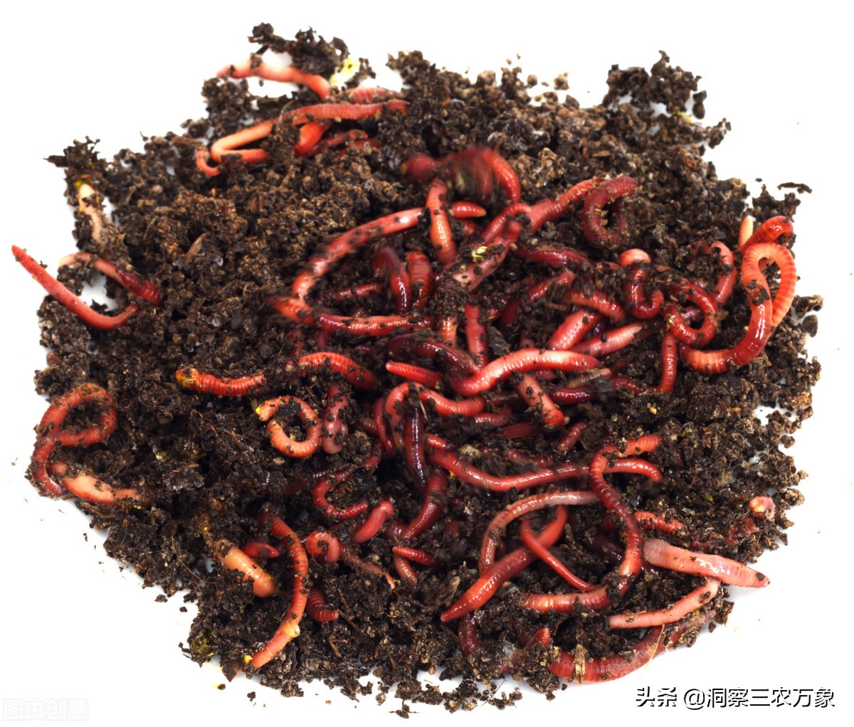 紅蟲養殖,紅蟲養殖需要什么條件