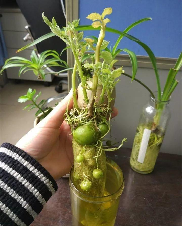 就是土豆是块茎,地瓜是块根,繁殖时可以先水培出秧苗,再进行栽种,也