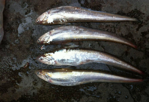 黄河鱽鱼再现身，从0.3元到有价无市，市面黄河刀鱼又是怎么回事