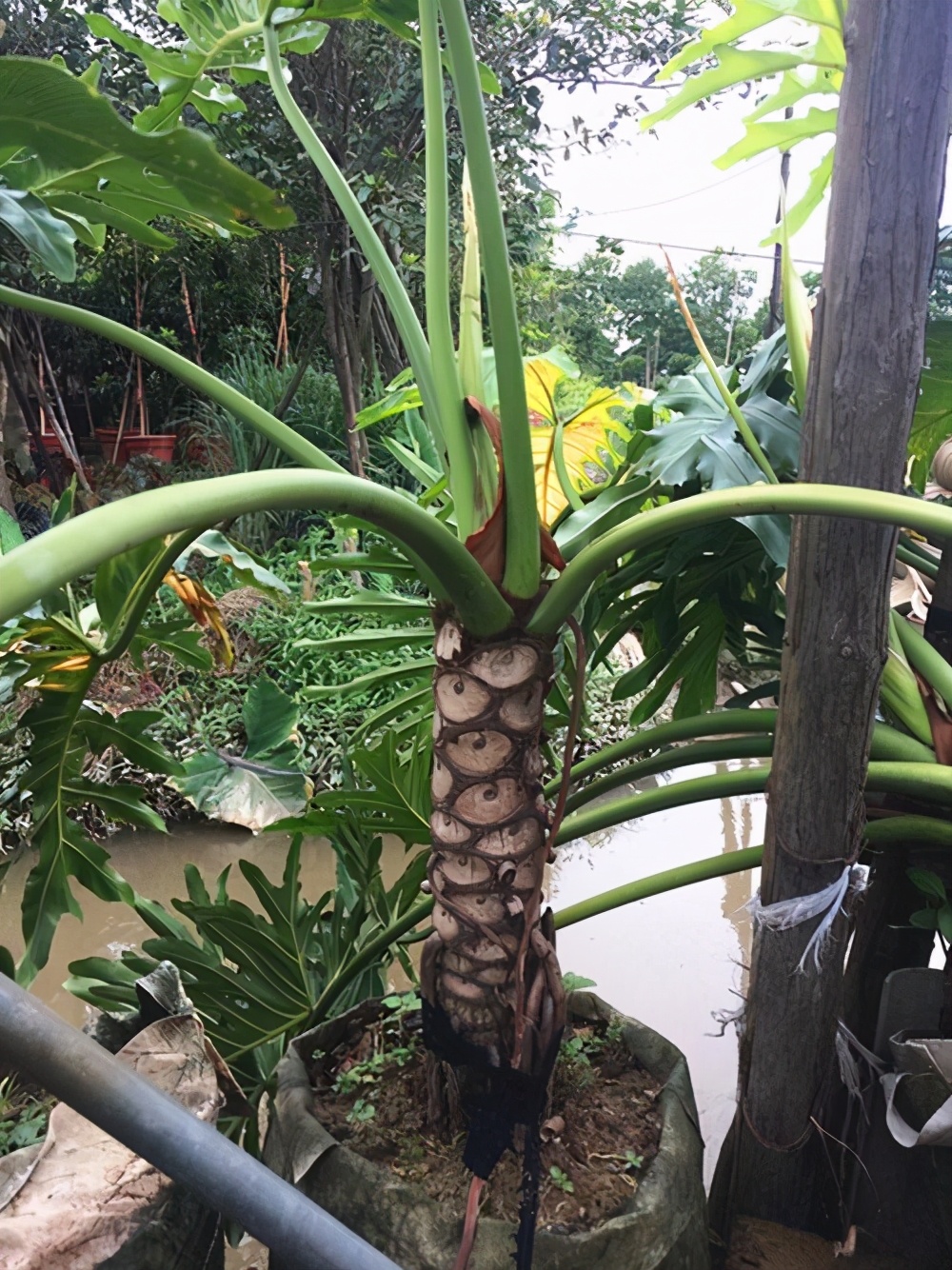 春雨植物怎么养（分享春雨绿植的养护小技巧）