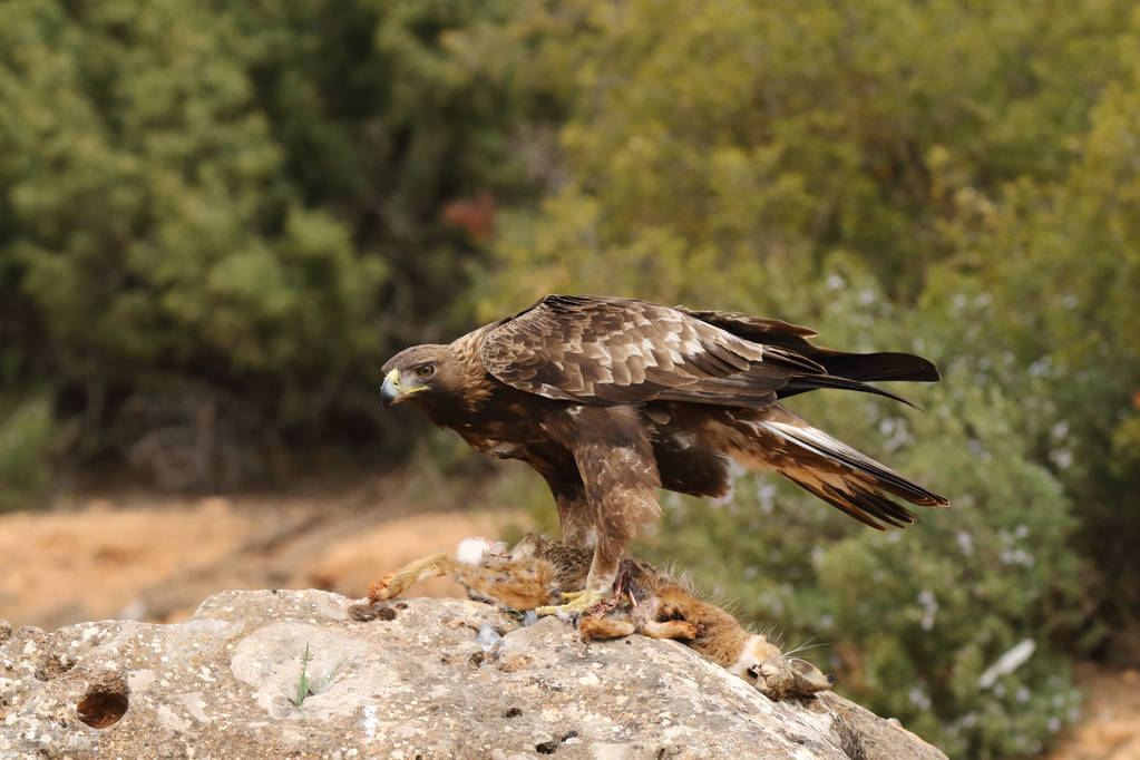 猪的图片(金雕抓着猪在天空飞) - 赤虎壹号