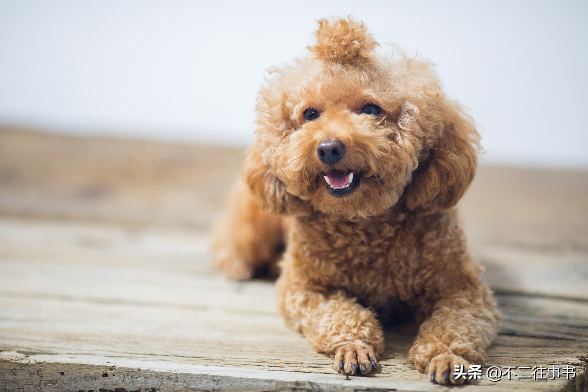 不亞于往書 元級夜夢射殺犬 天天看點