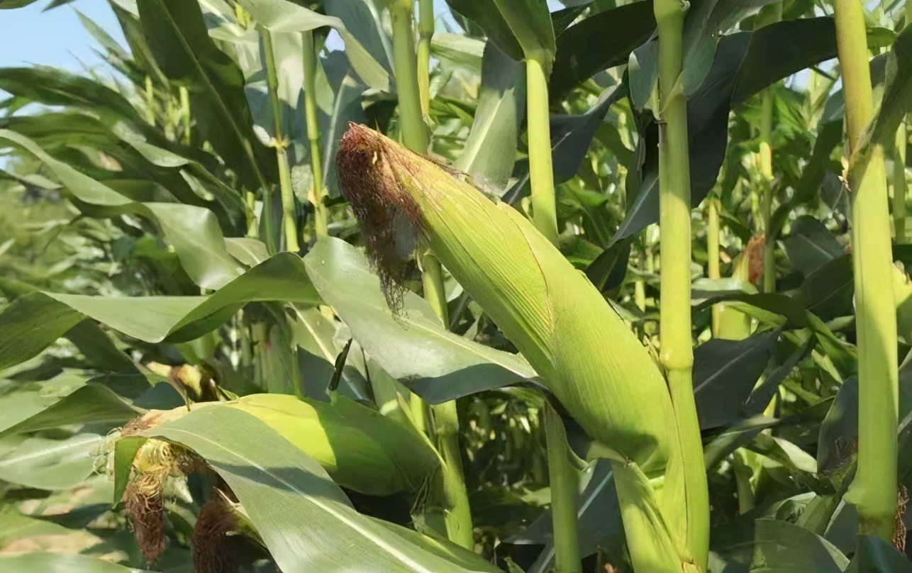 人们常说的：四体不勤，五谷不分，意思是骂人还是夸人呢？