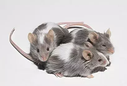 西安一学生因老鼠肆虐致死，老鼠引起的出血热不容小视！