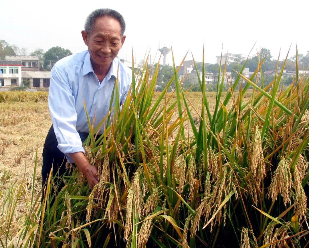 袁隆平：用一颗种子改变世界，身家千亿，却甘愿做个平凡的种田人