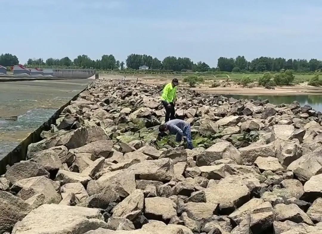 关闸过后，安徽淠河成群鳜鱼搁浅石缝，当地人：一会儿捡了一大桶