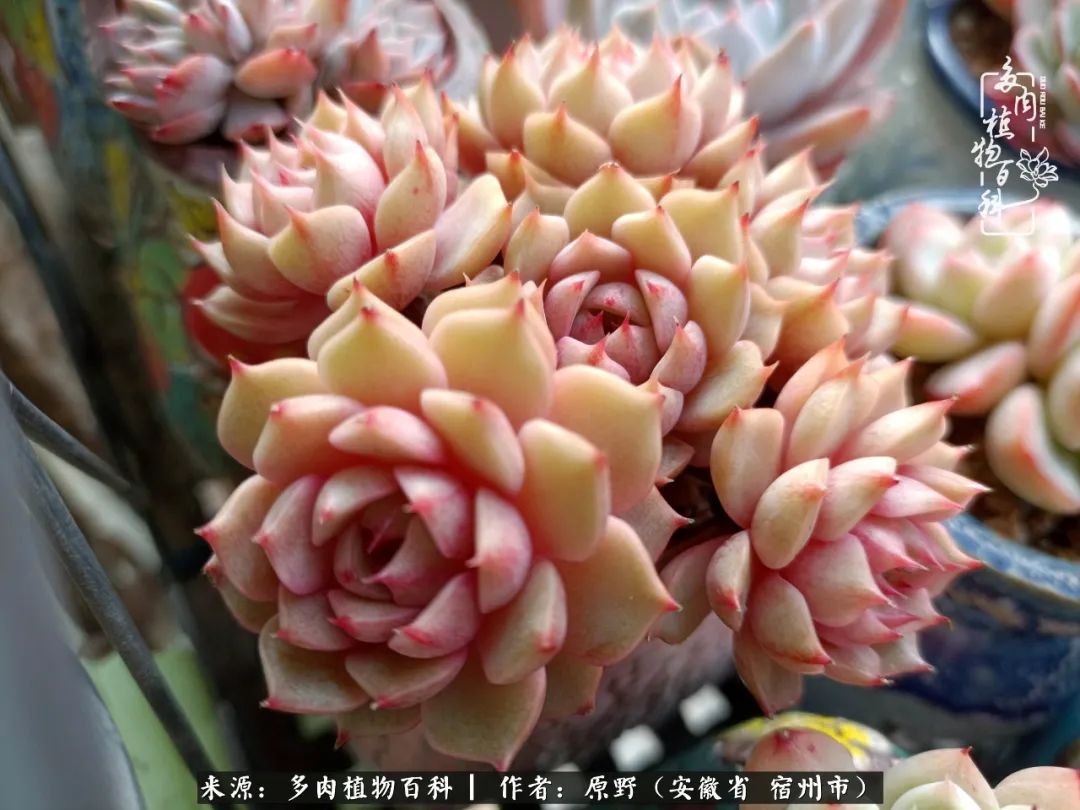 我心观世界：生活与多肉，应无所住而生其心