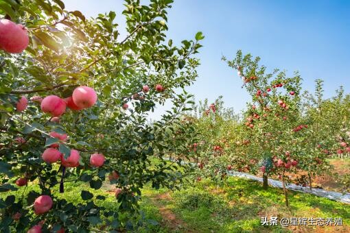 柳樹靠什么傳播種子的,柳樹靠什么傳播種子的答案