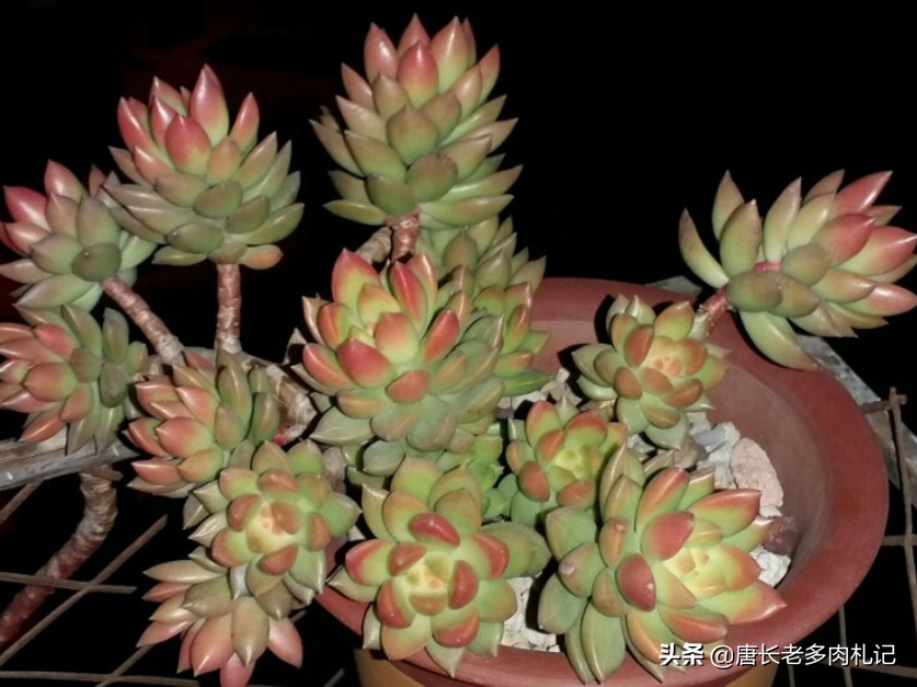 青丽花多肉怎么养需要注意什么图文