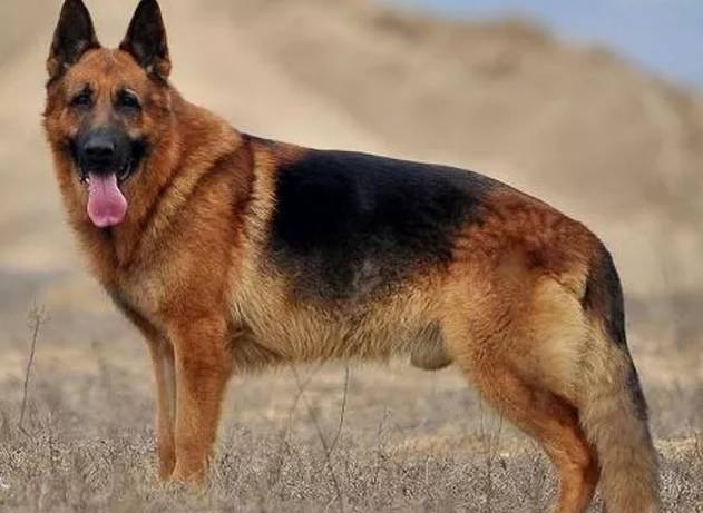 三个月标准德牧图片(城市中被禁养的犬种) - 赤虎壹号