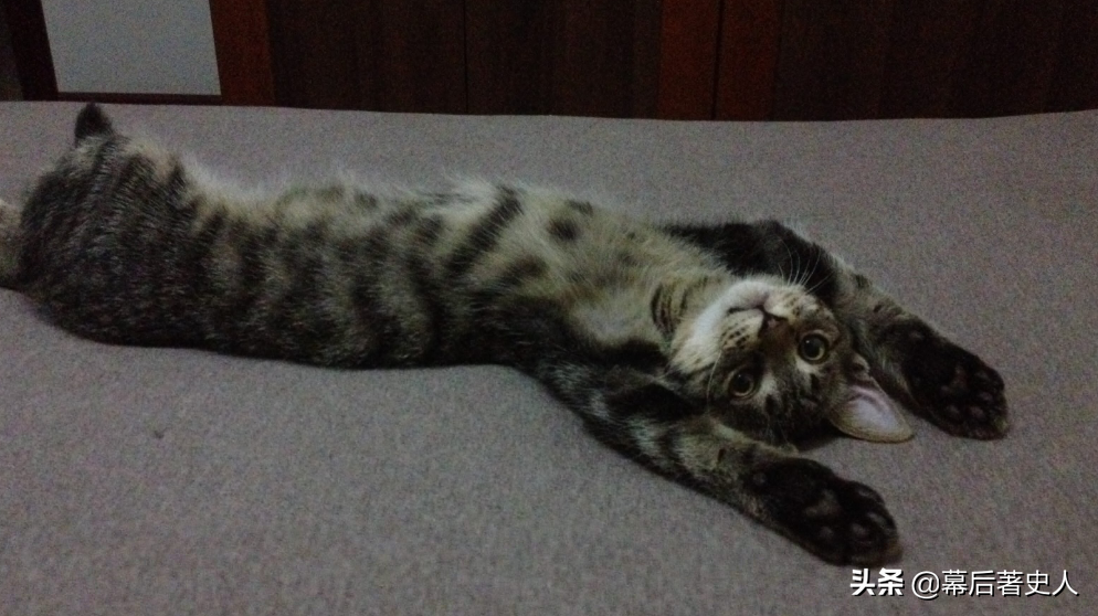 努力十多年都没有获得CFA的认证，中国狸花猫差在哪里？