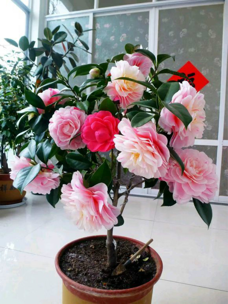 家里最旺财的十种花不仅寓意好还利于健康快看看吧