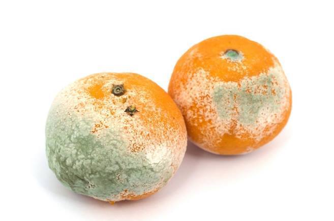 家里过期的食物别再扔了，拿来养花，花都长疯了