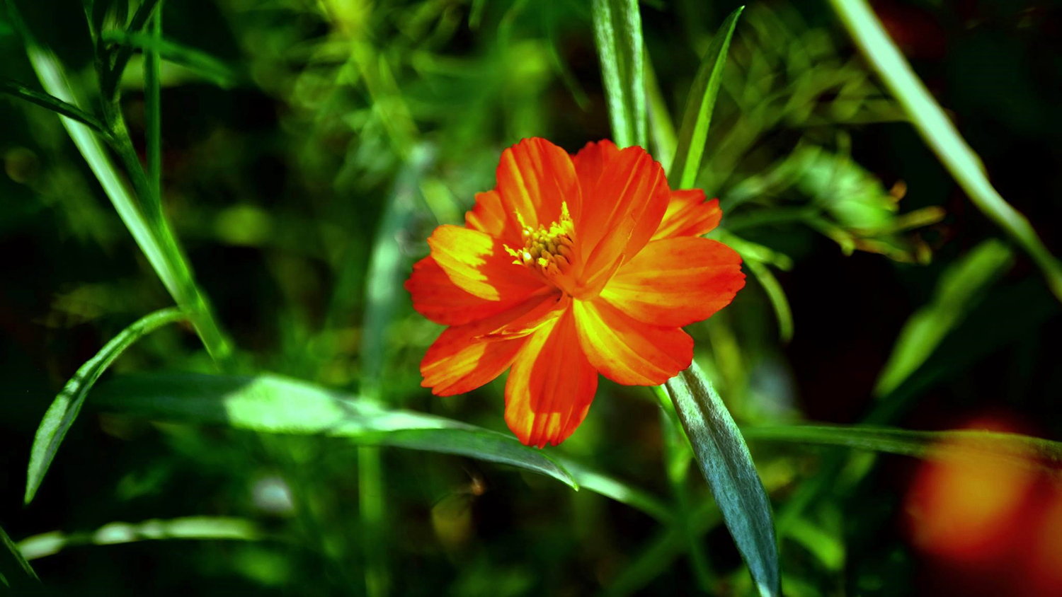 新高考后，祝福生如夏花的你