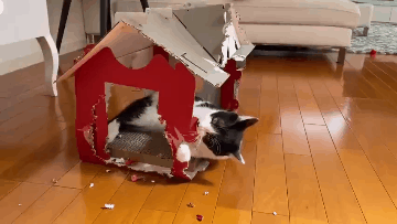 奶牛猫的性格特点（牛奶猫的六个性格特点）