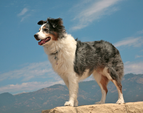 圣伯纳犬多少钱一只(10种难养的狗狗品种)